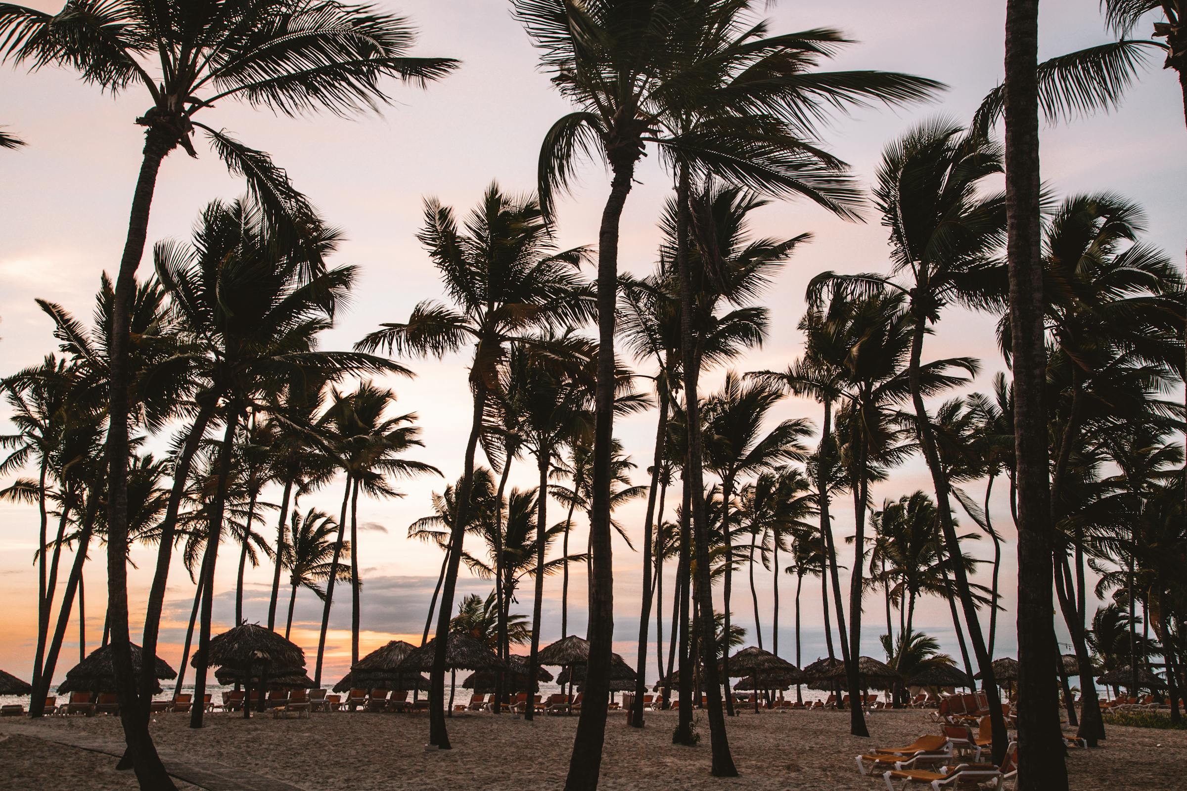 Punta Cana beach with palm trees at golden hour